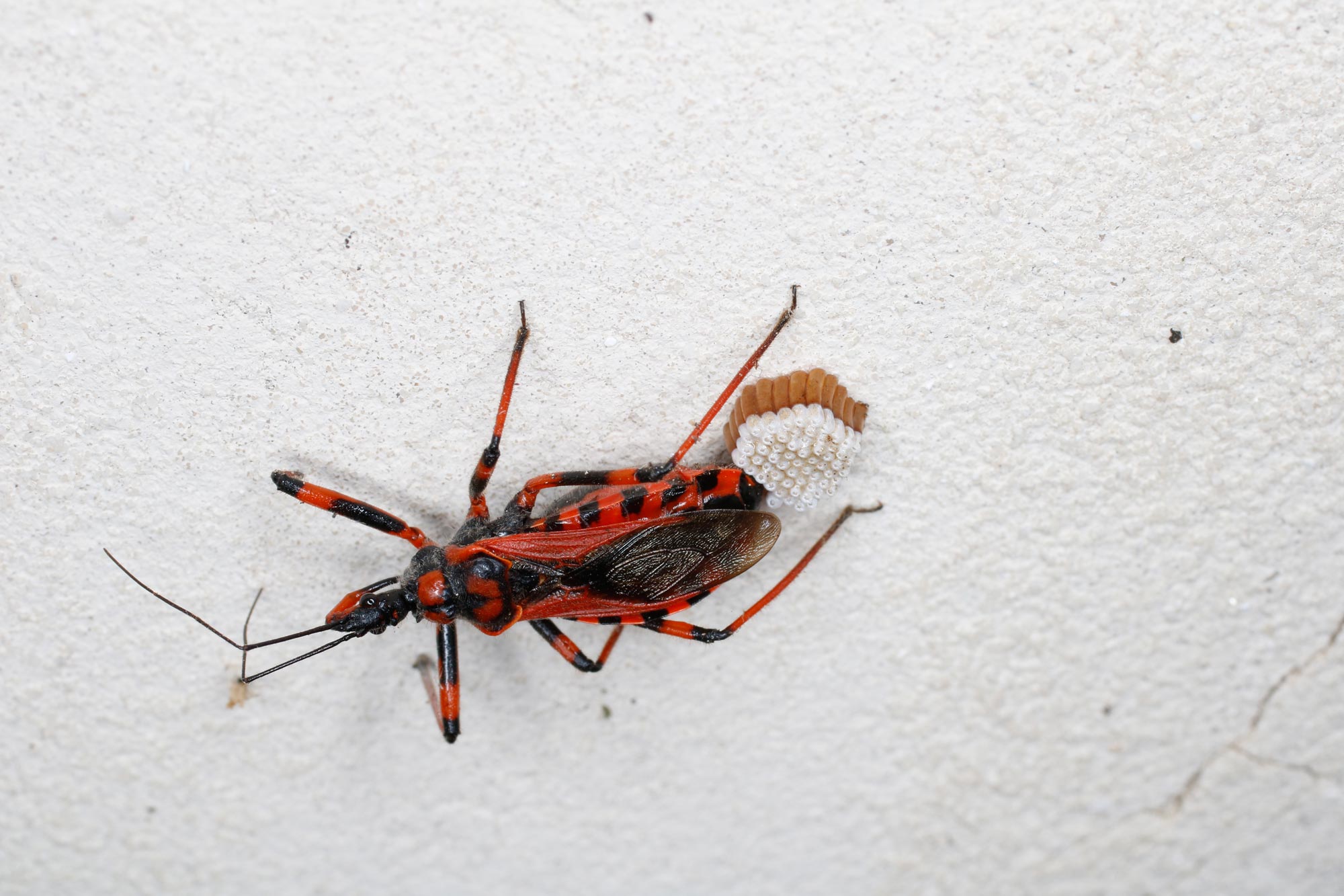 Reduviidae: Rhynocoris iracundus (ovodeposizione e nascita)